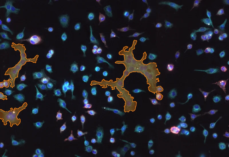 Dynamic Content Image